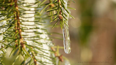 Icicle