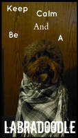 Keep Calm And Be A Labradoodle.