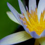 Water Lily at Brooklyn Botanic Garden