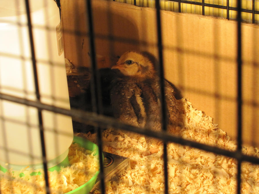 Scared Chicks Scared Chicks by cazydemonicblackcat on DeviantArt