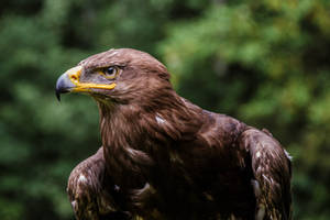 eagle portrait