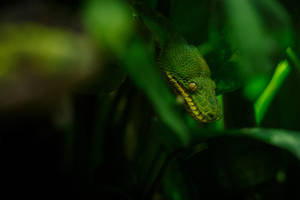 green tree python hiding
