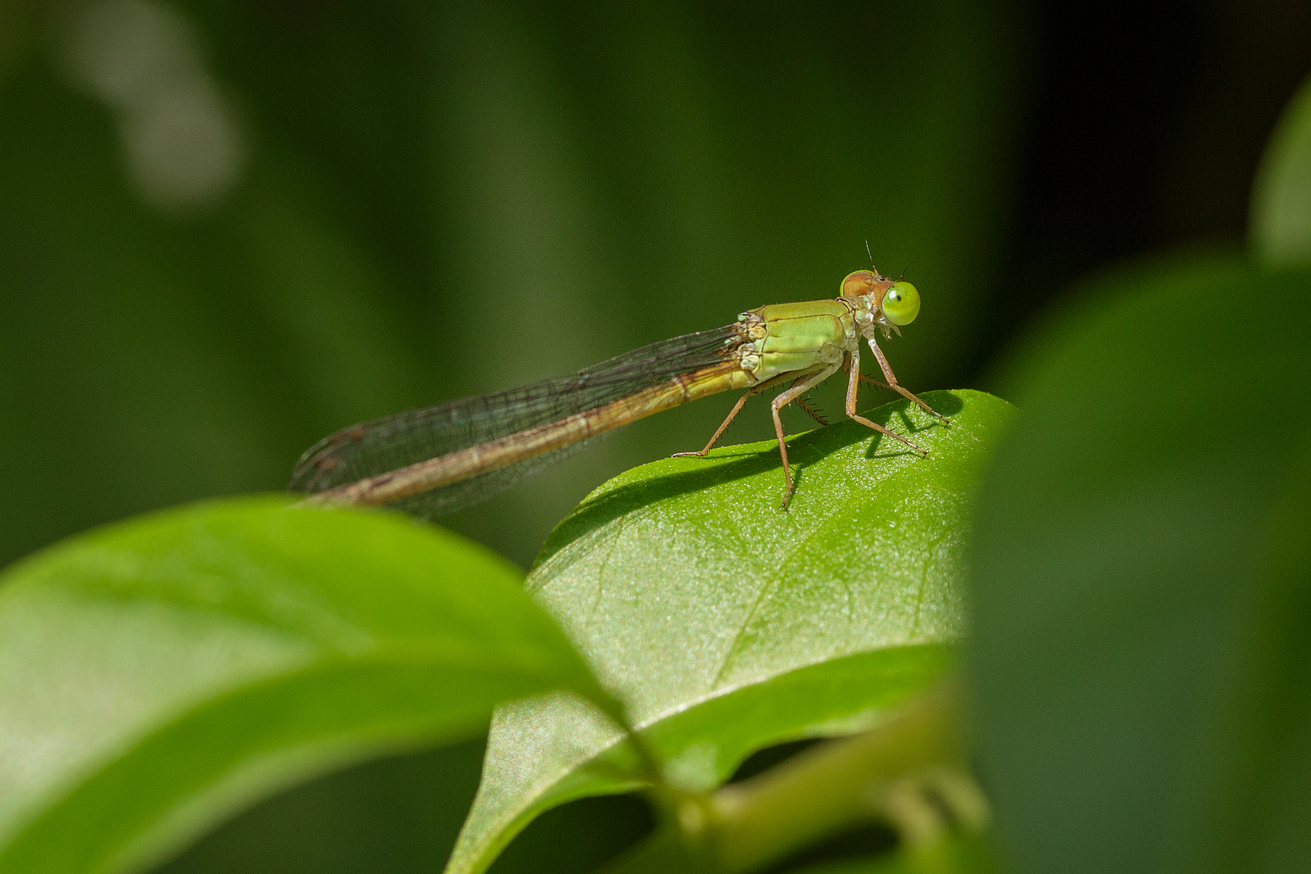 Dragonfly