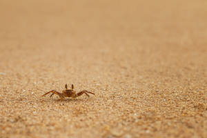 tiny crab