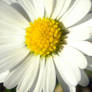 Face of a White Flower