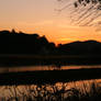 Sunrise Silhouetted Vegetation