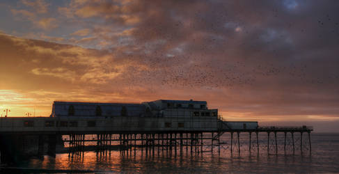 Starling Swarms