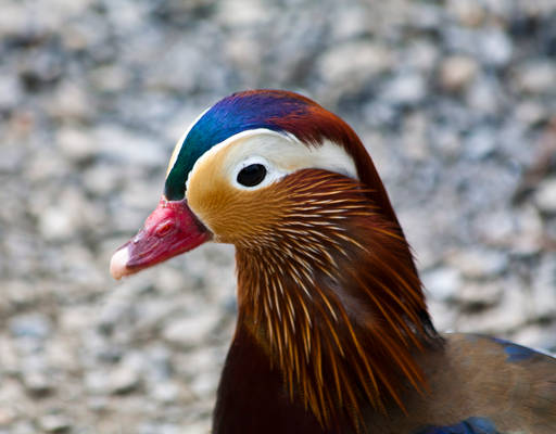 Mandarin Duck