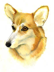 Corgi