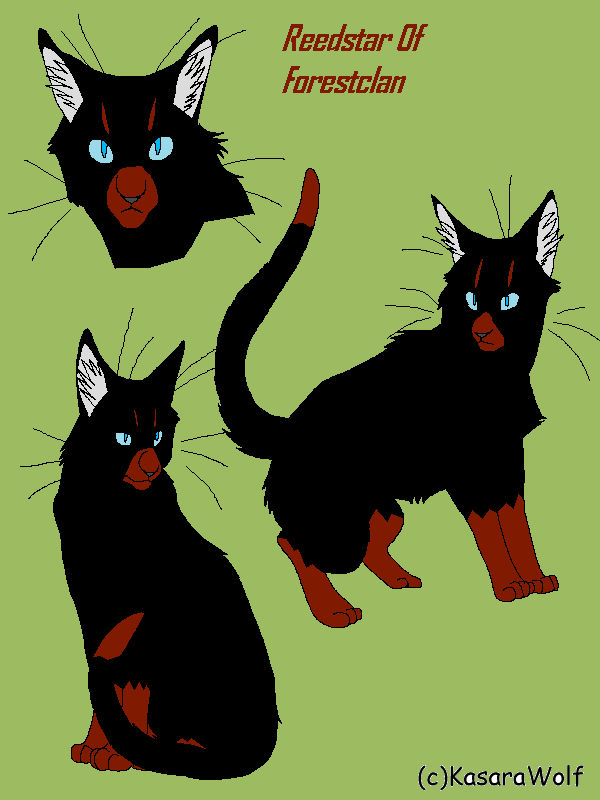 Deviantart Reedster ReedStar Of Forestclan by SpazzyKatz on DeviantArt
