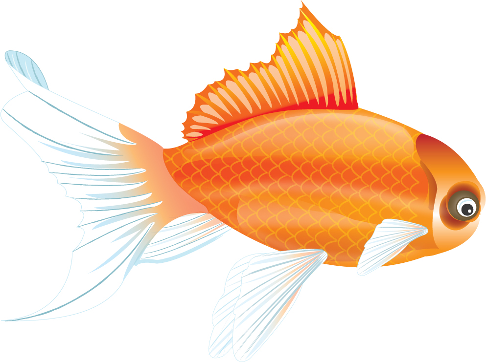 Goldfish - Illustrator