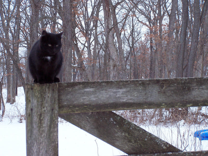 Black cat 2