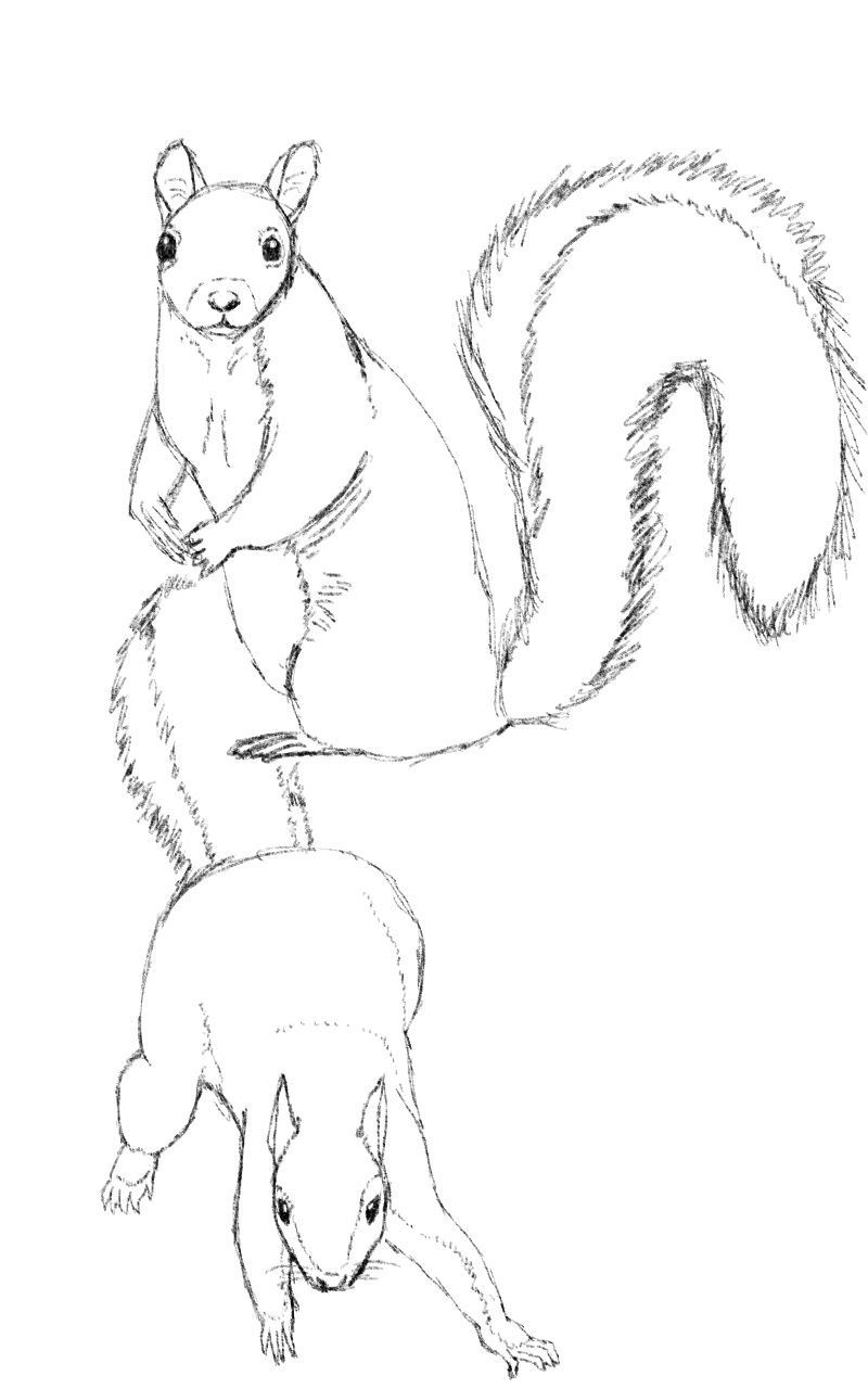 Squirrel Deviantart Squirrels! by Kasebierproductions on DeviantArt