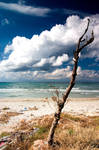 A tree, standing at the beach by AntonioAndrosiglio