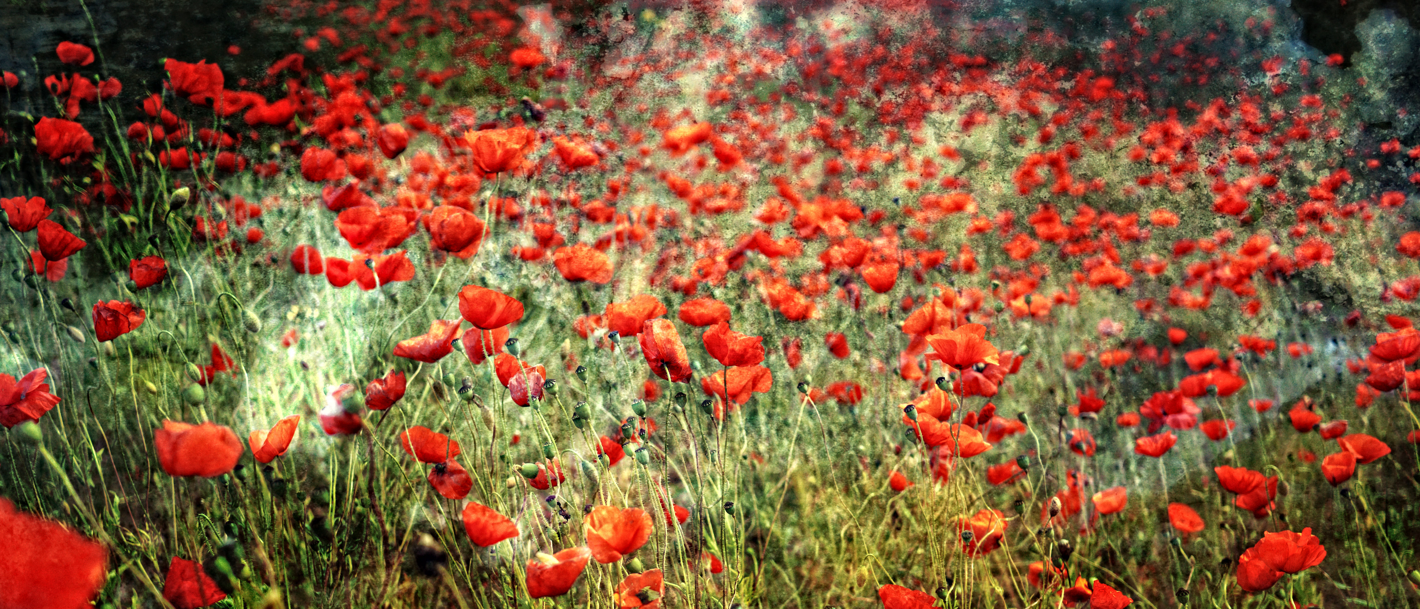 poppies