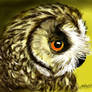 golden owl