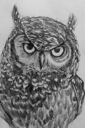 Owl study 2
