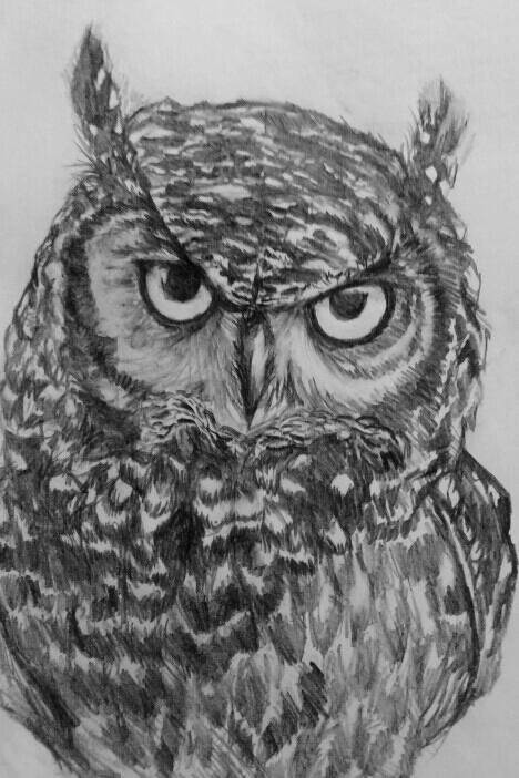 Owl study 2