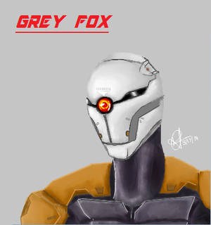 Grey Fox