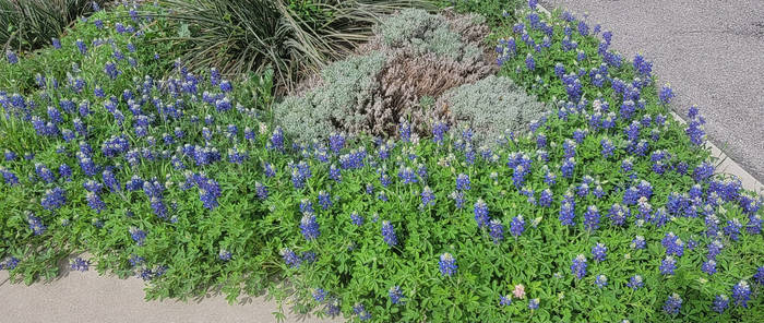 Blue Bonnets