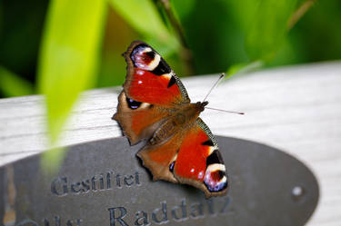 peacock butterfly