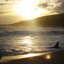 Sea Lion, Sandfly Bay, Dunedin, New Zealand