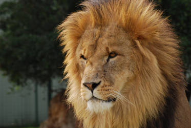 Lion Portrait