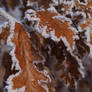 frosty leaves