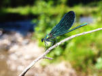 blue damsefly by evuremus