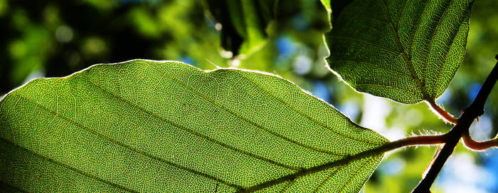 feeling green