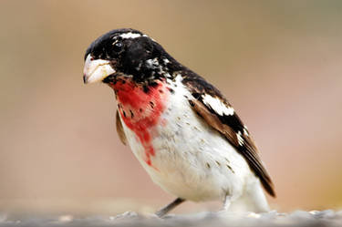 Rose-breasted Grosbeak