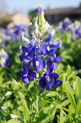 Bluebonnet 3