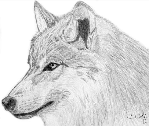 .Wolf - Side Profile.