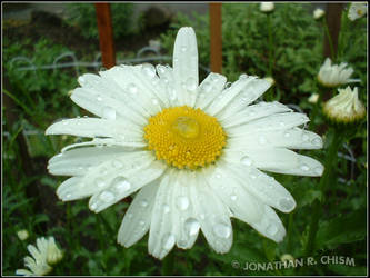 Daisy Droplets