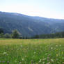 meadow