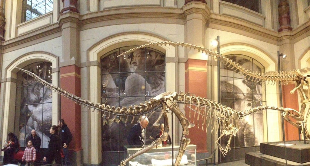 Elaphrosaurus skelleton by TheDubstepAddict on DeviantArt