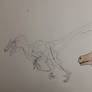 Velociraptor osmolskae reference and head