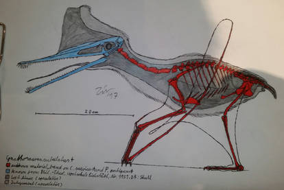 Gnathosaurus subulatus skeletal 