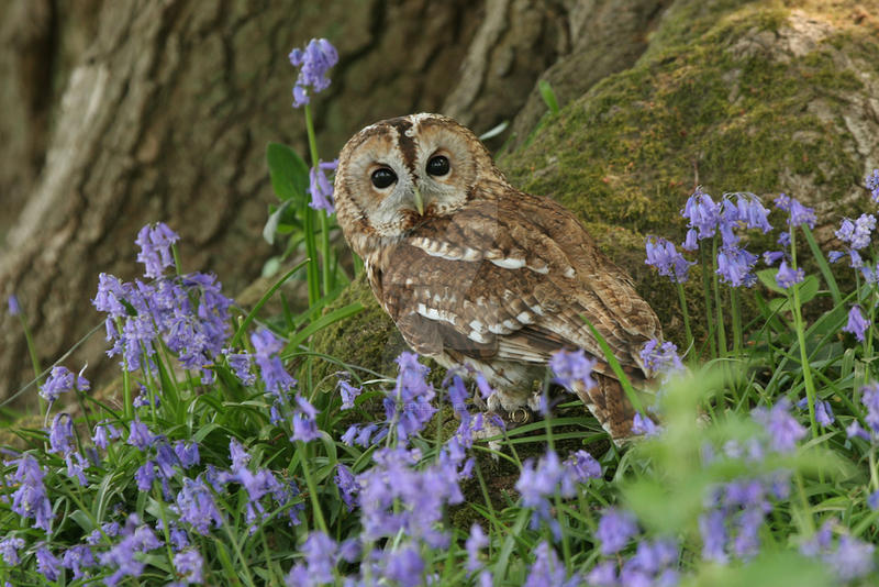 Tawny Owl Amongst Bluebells