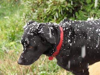 Snowdog