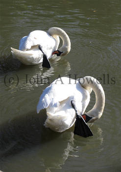Swan pair mirror