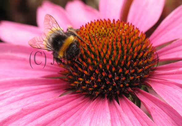 Bumblebee on Rudbeckia