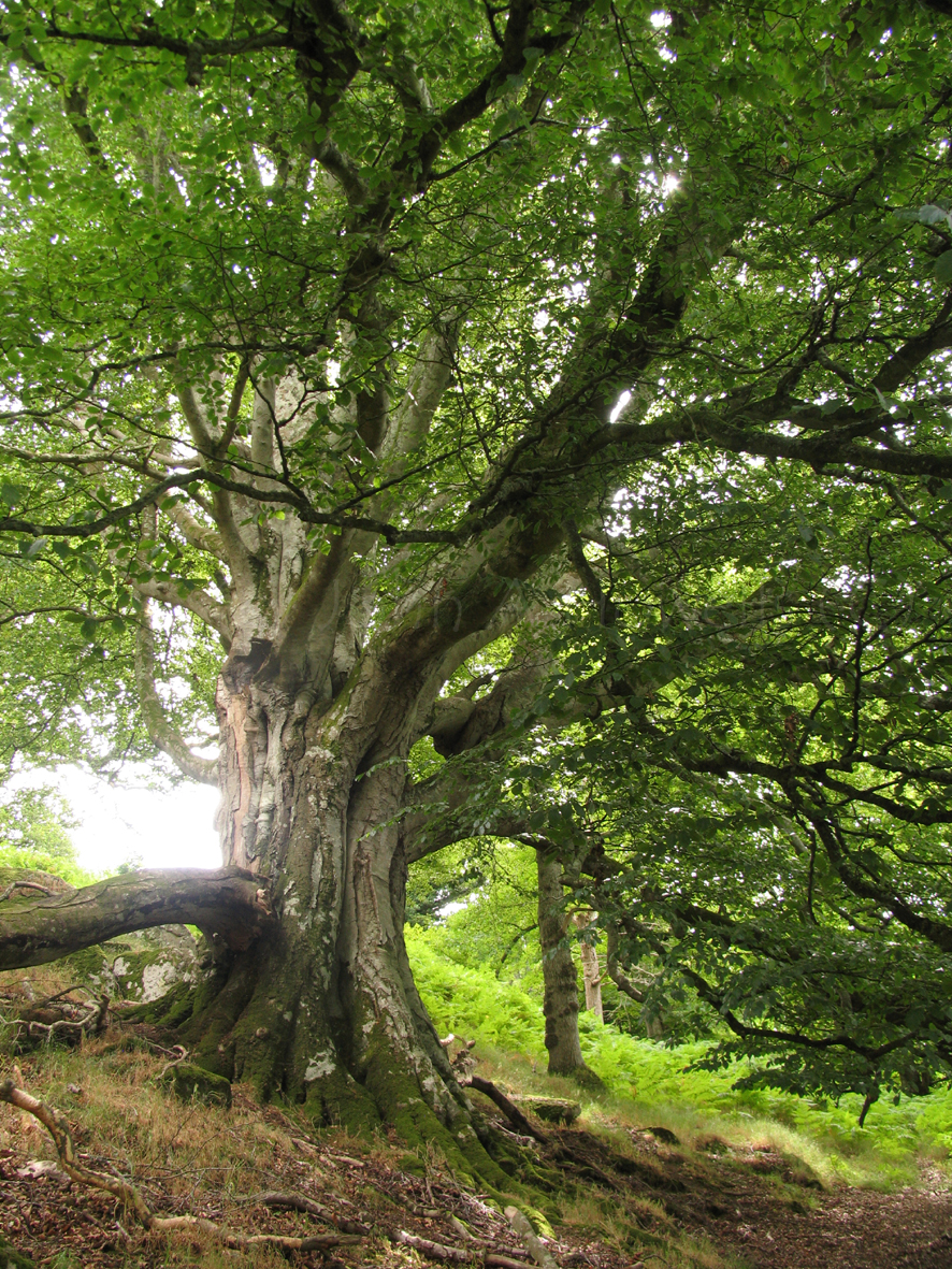 Ancient Beech