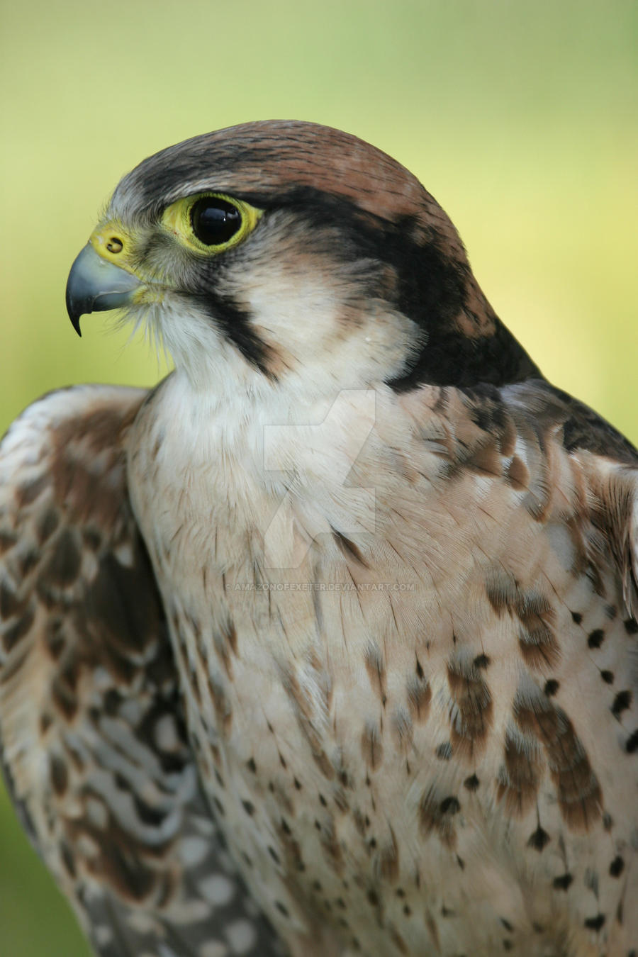 Hardy - Male Lanner Falcon