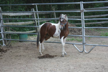 Lily - Pinto Shetland 5