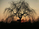 Tree and sun by Tantrosa
