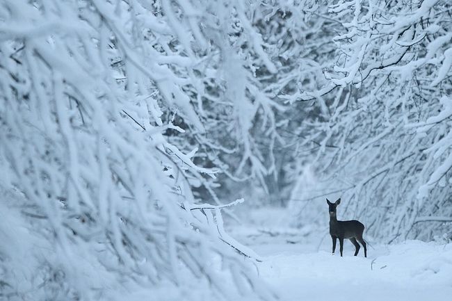 The enchanted forest