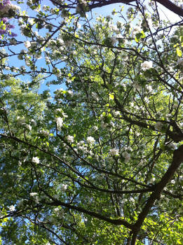 cherry blossoms