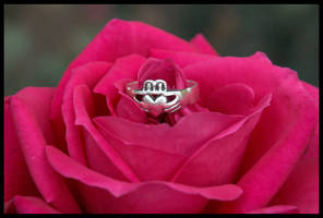 Ring on Rose
