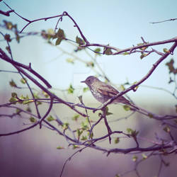 Lake Birds